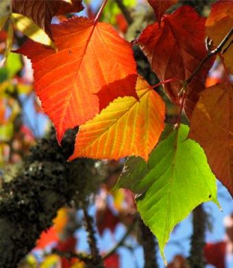 mclaren-autumn