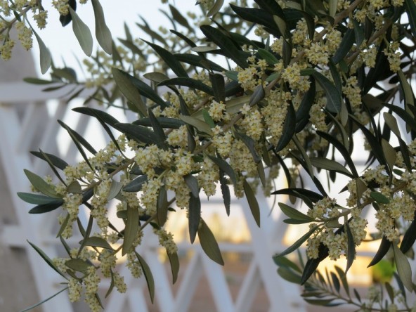 olive flowers2 - Copy